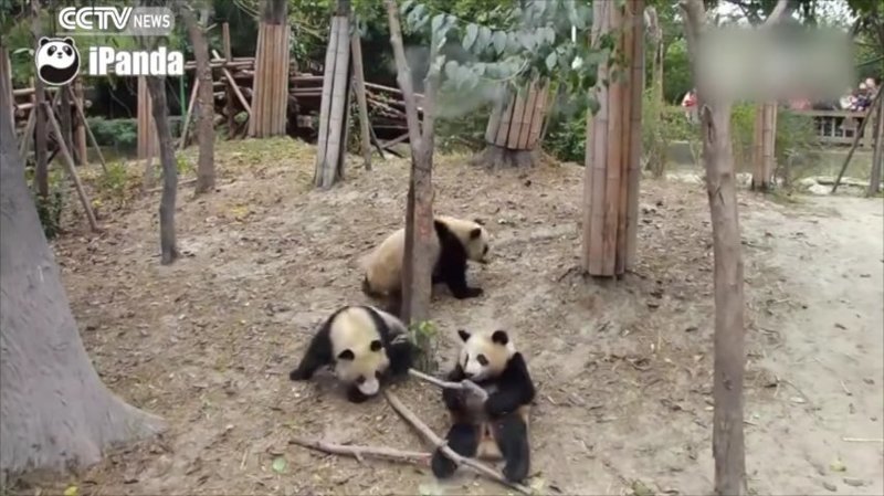 Неуклюжий медведь, плюхнувшись на землю, кажется обескураженным и крепко сжимает в лапах только что добытые палки бамбука