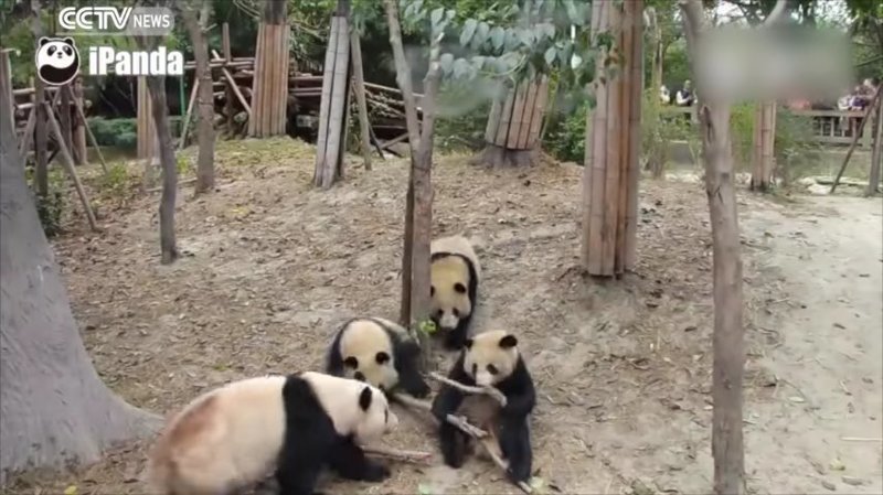 Затем появляется еще одна панда, покрупнее, и требует поделиться с ней бамбуком