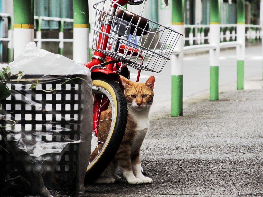 Уличные коты магазин. Крутые уличные коты. Уличные коты Хестон. Тайские уличные коты.