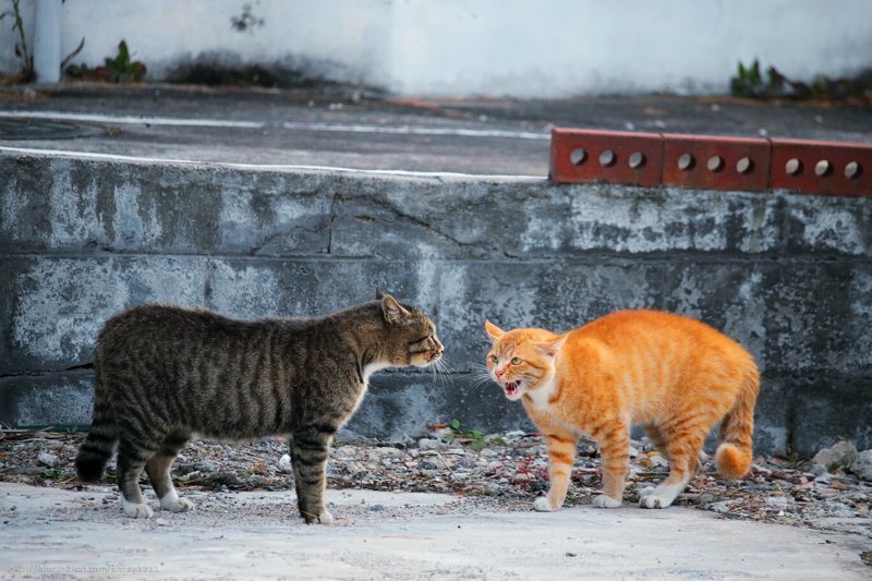 Очень колоритные уличные коты