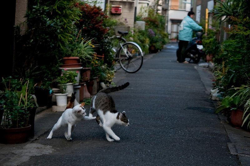 Очень колоритные уличные коты