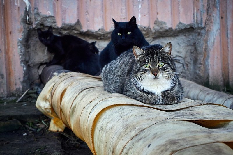 Очень колоритные уличные коты