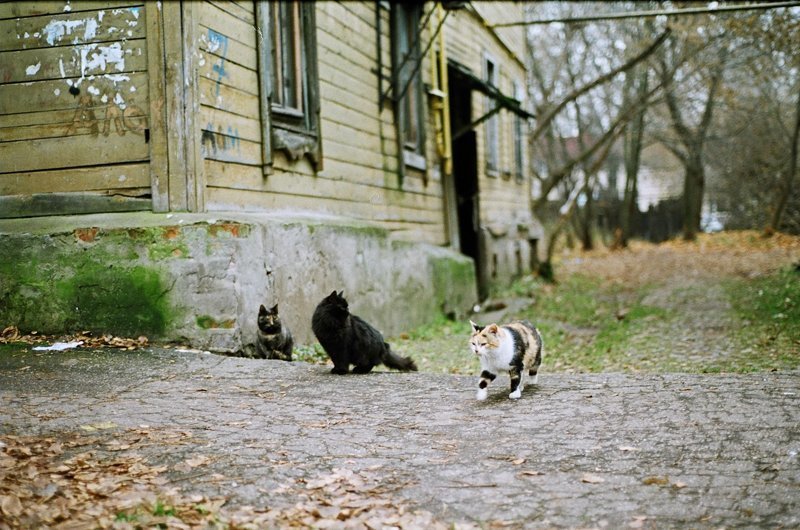 Очень колоритные уличные коты