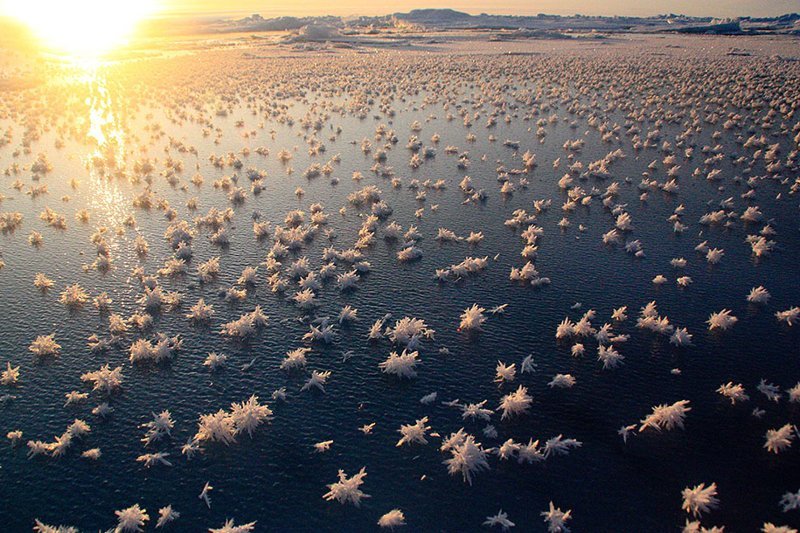 19. Морозные цветы в Северном Ледовитом океане. (Фото: Маттиас Витц)