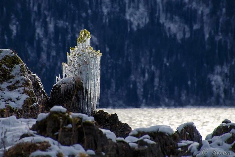 13. Замороженное дерево. (Фото: Светлана Казина)