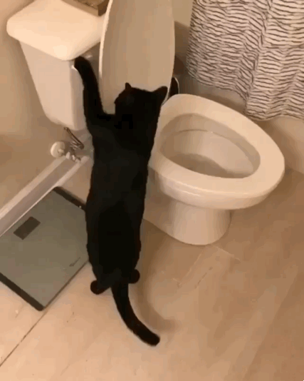 Научился пользоваться унитазом