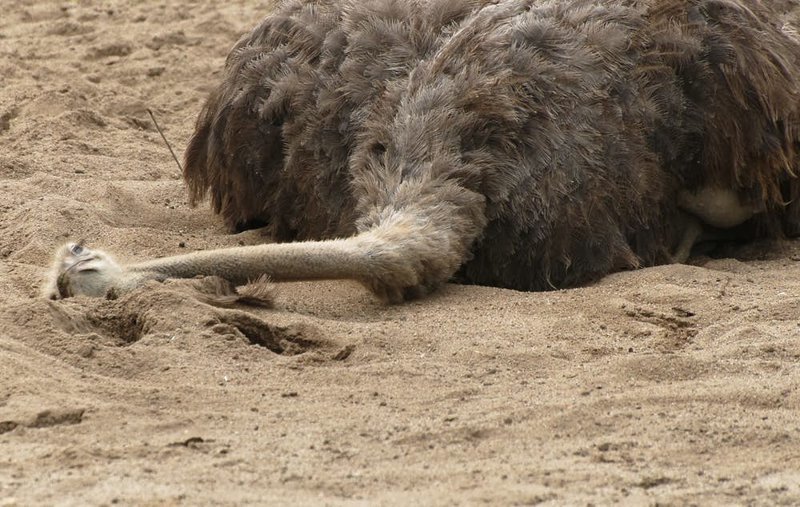 12. Страусы зарывают голову в песок