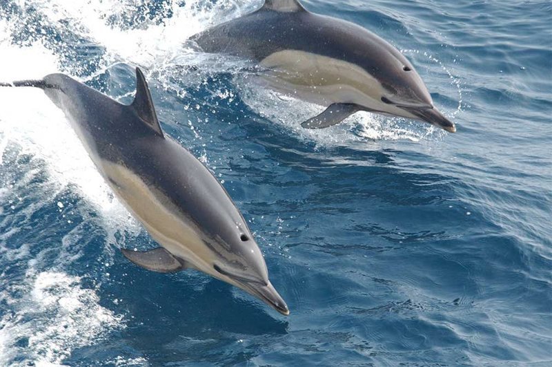4. Дельфины - очень дружелюбные создания