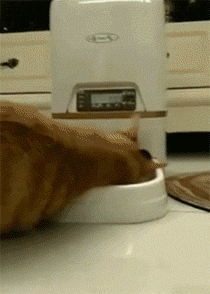 Понаставили не пойми чего и никакой еды