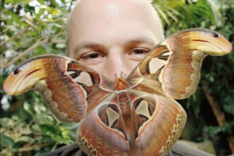 Самая крупная ночная бабочка в мире вылупилась в краеведческом музее