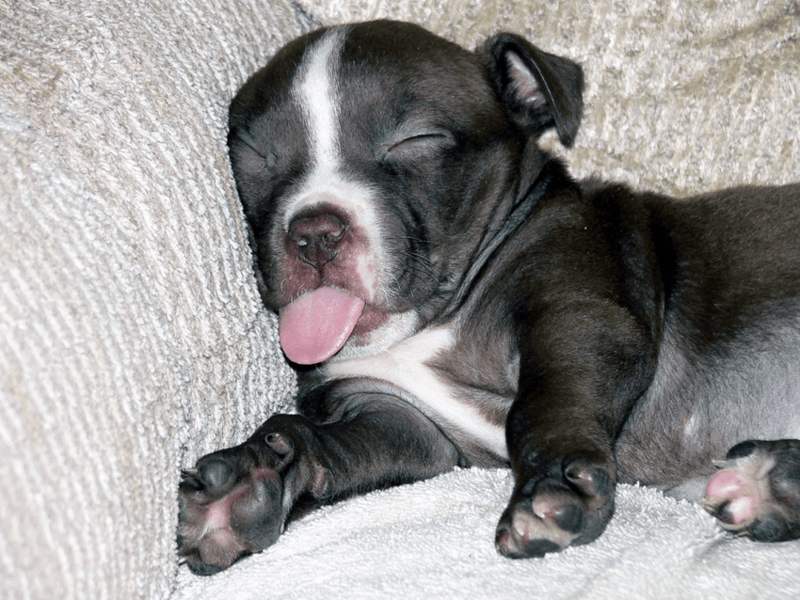 Как хочу, так и сплю: 20 собак, которые спят в самых забавных позах