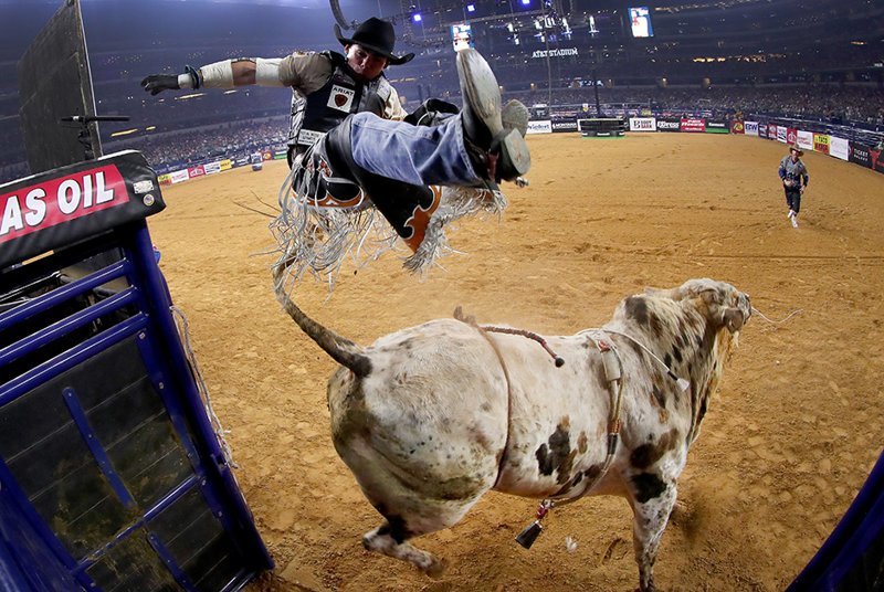 18 февраля, Арлингтон, штат Техас, США Фото: Tom Pennington / Getty Images Профессиональный наездник на быках Марко Антонио Эгучи во время падения с животного в первом раунде.