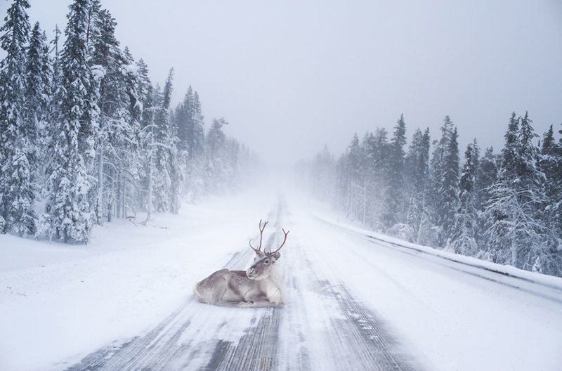 Дорожный знак «Внимание, олени» на всех дорогах Лапландии и многих дорогах южной Финляндии стоит непроста