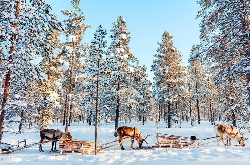 Катание на оленях и на хаски — одна из главных зимних забав
