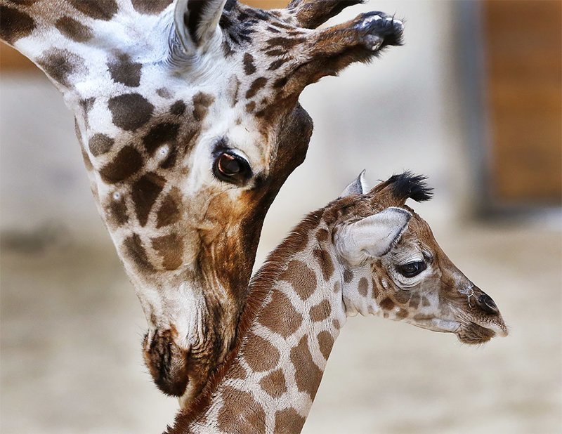 Трехдневный ребенок-жираф Кимара со своей матерью Катариной в зоопарке Opel в Кронберге под Франкфуртом, Германия, 3 января 2017 года