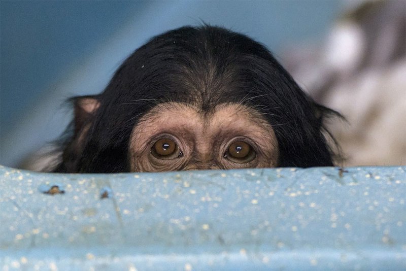 Один из двух детей-шимпанзе, изъятых у контрабандиста, смотрит, как решается их судьба – детенышей передают в Новосибирский зоопарк 2 февраля 2017 года