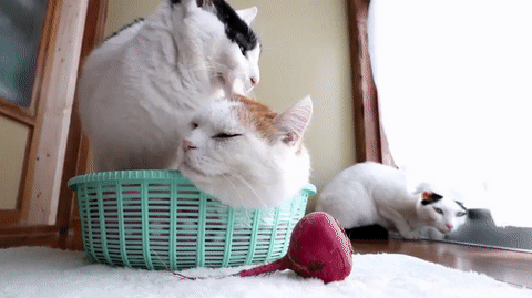 Наглость-второе счастье