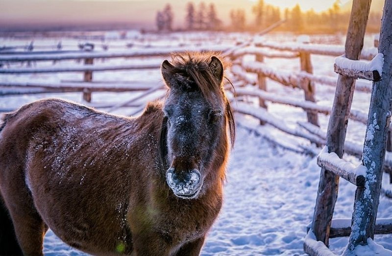 Для народа саха якутская лошадь - средство передвижения, молоко и мясо, теплая одежда
