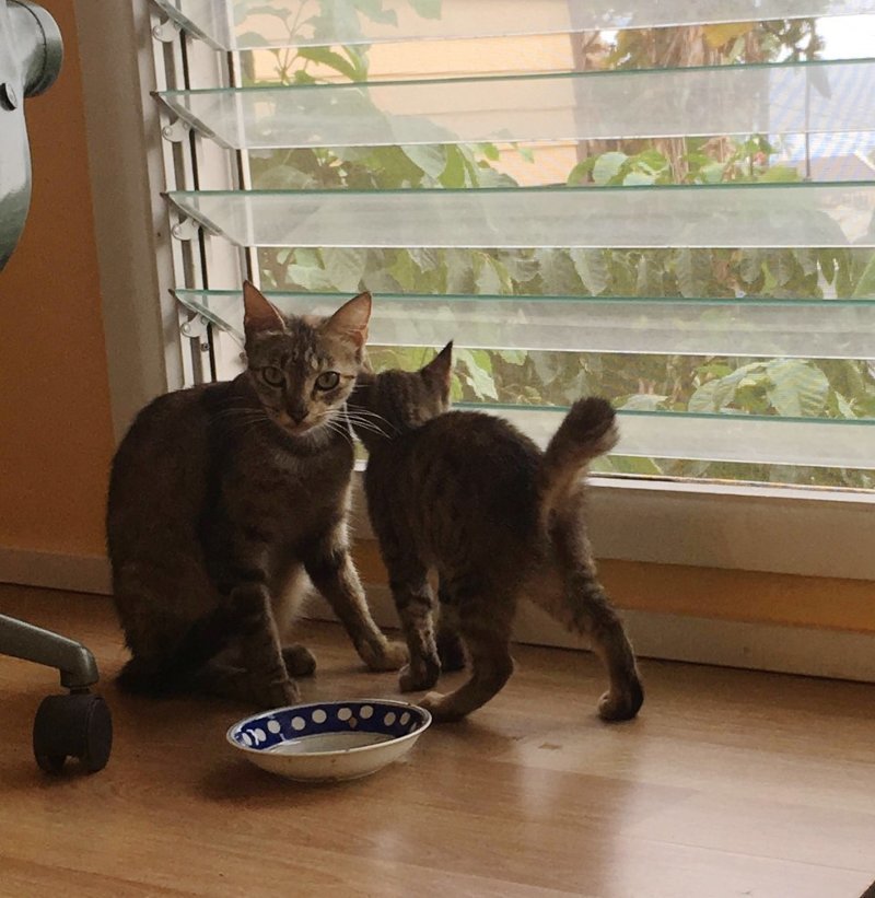 Бродячая кошка пришла к двери с двумя котятами, и вскоре… удивила хозяев сюрпризом