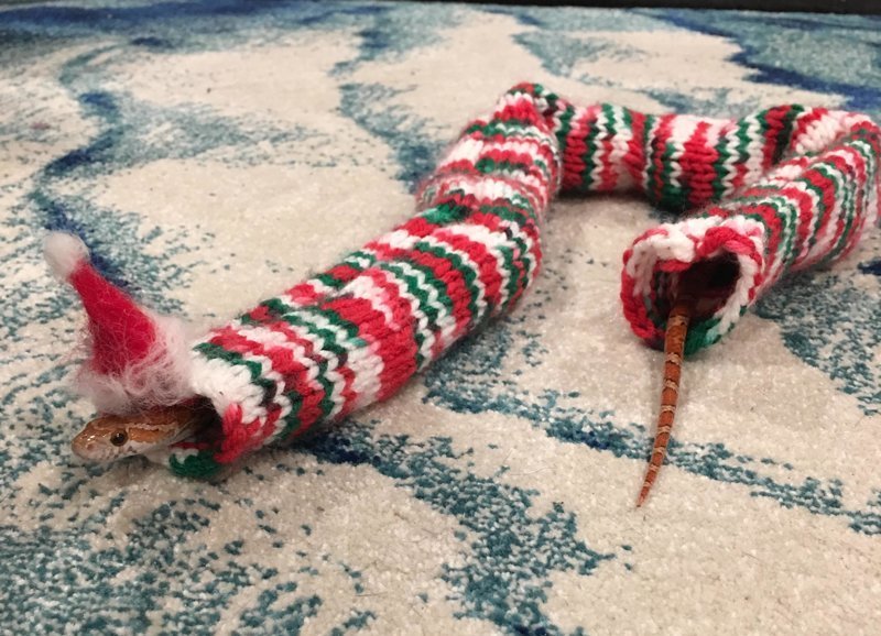 Девушка связала для домашней змеи восхитительный рождественский свитер