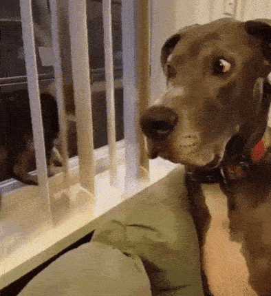 Впервые увидел кота