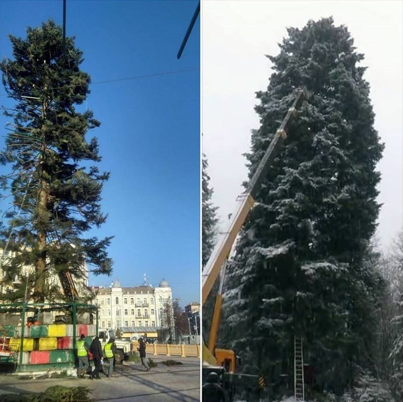 Главную новогоднюю елку Киева просто не довезли в целости и сохранности. Она прошла через множество приключений. На фото елка изначально (справа) и в конце приключений