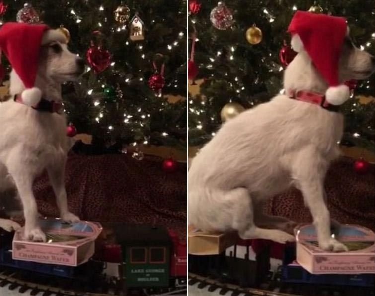 В этом году Митч опубликовал видео, в котором Фиби проезжает на игрушечном поезде вокруг семейной рождественской ёлки