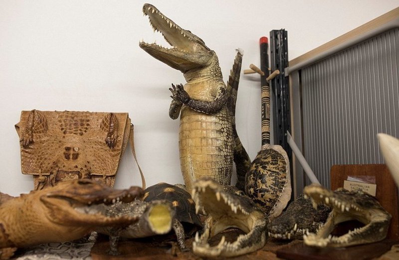 Чучела крокодилов, а также изделия из их кожи