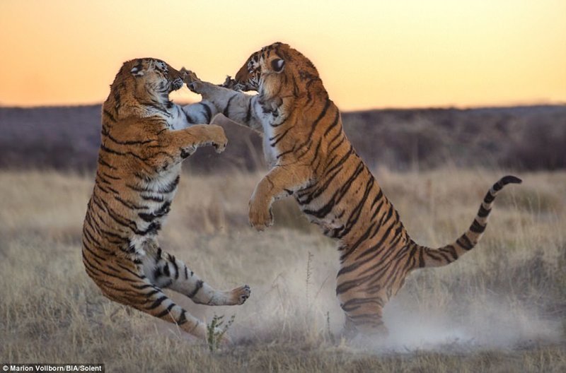 Как дерутся большие кошки: битва двух тигриц за территорию