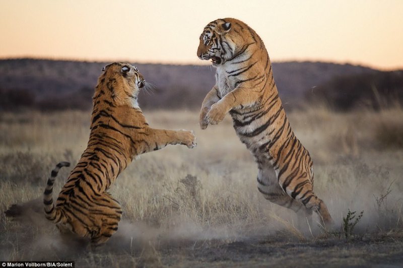 Как дерутся большие кошки: битва двух тигриц за территорию