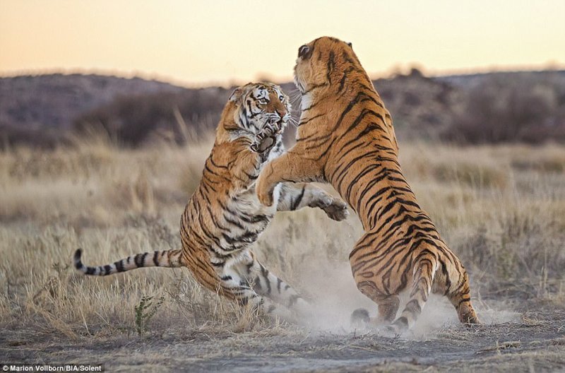 Драка началась, когда молодая тигрица зашла на территорию более взрослой самки, и продолжалась примерно пять минут