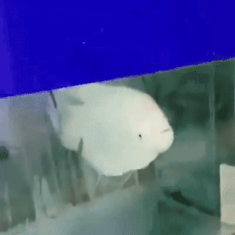 Гифки дня Гифки дня