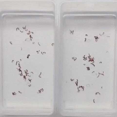 Гифки дня Гифки дня