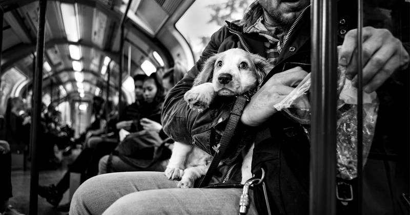 Фотограф снимает портреты собак со всего мира