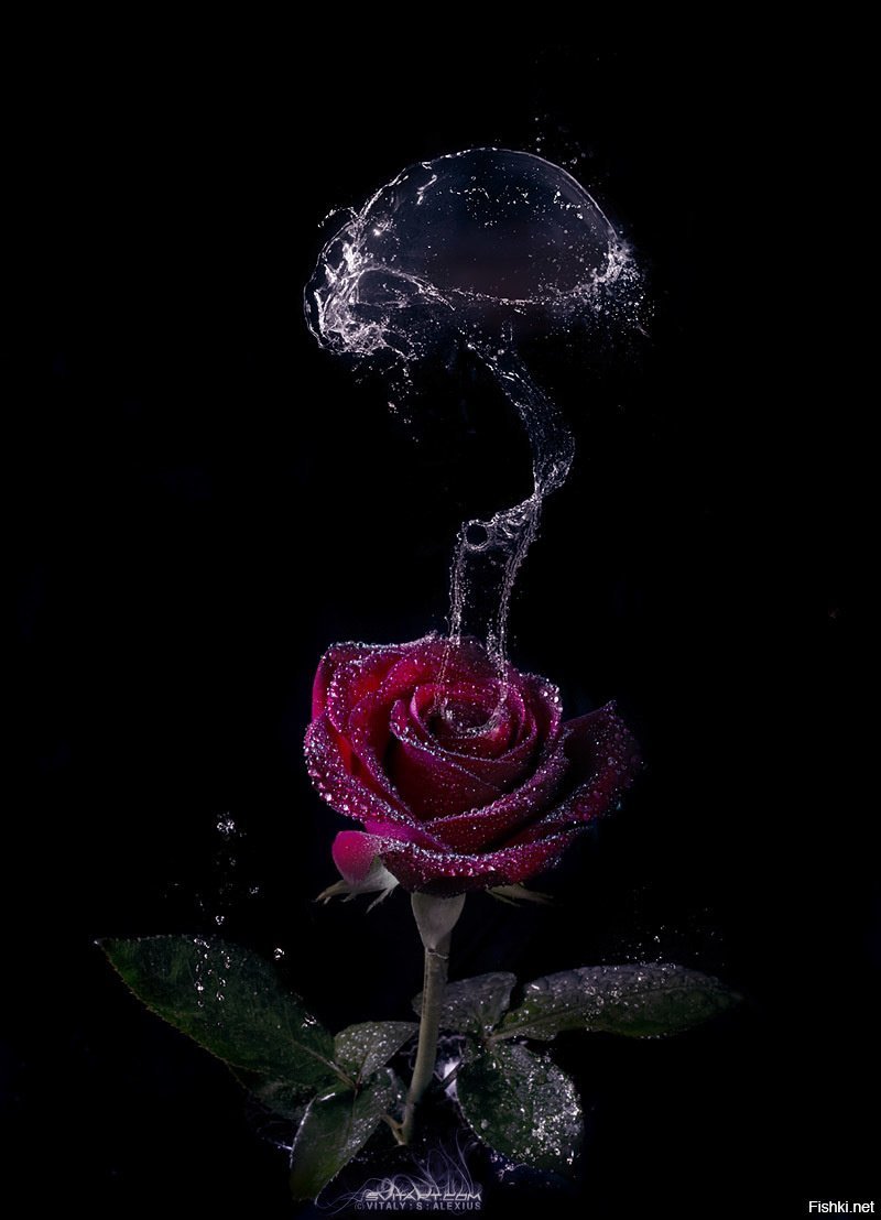 Розы в воде