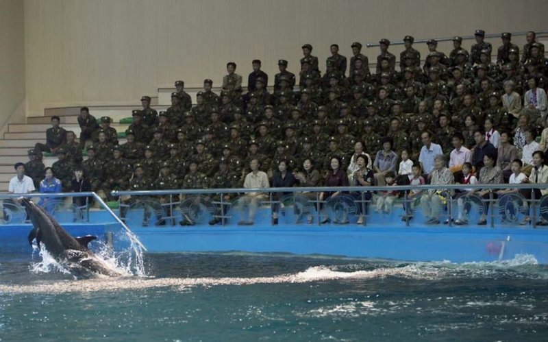 13. При посещении дельфинария можно снимать животных, но нельзя - солдат, составляющих 99% зрителей