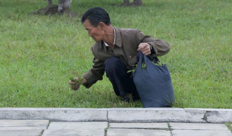 4. Это очень известная фотография. Подпись к ней обычно гласит "Северокорейцы питаются травой из парка"