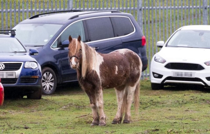 Автомобильная парковка с лошадьми в Британии