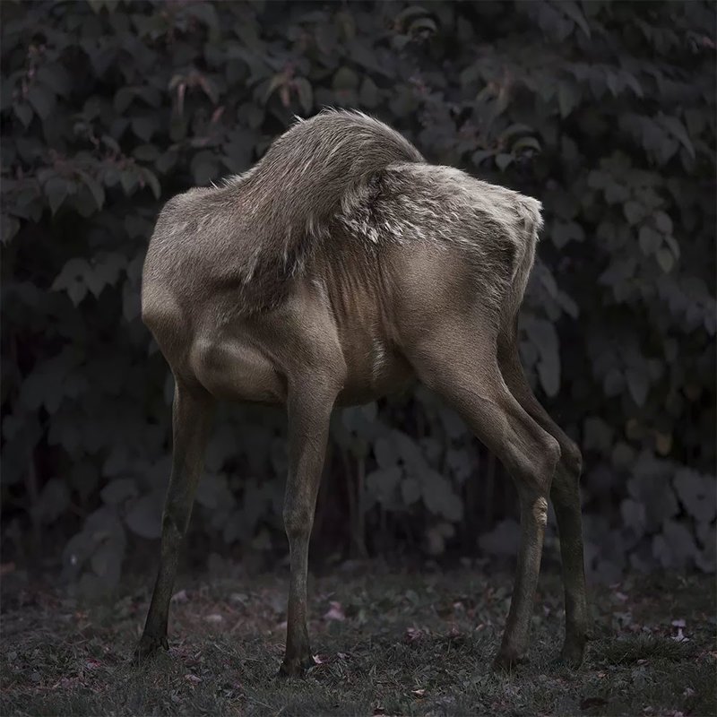 Фотограф создает сюрреалистичные работы, критикующие отношение человека к животным