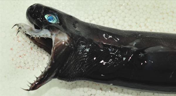 У берегов Тайваня выловили ужасную акулу с выдвижными челюстями