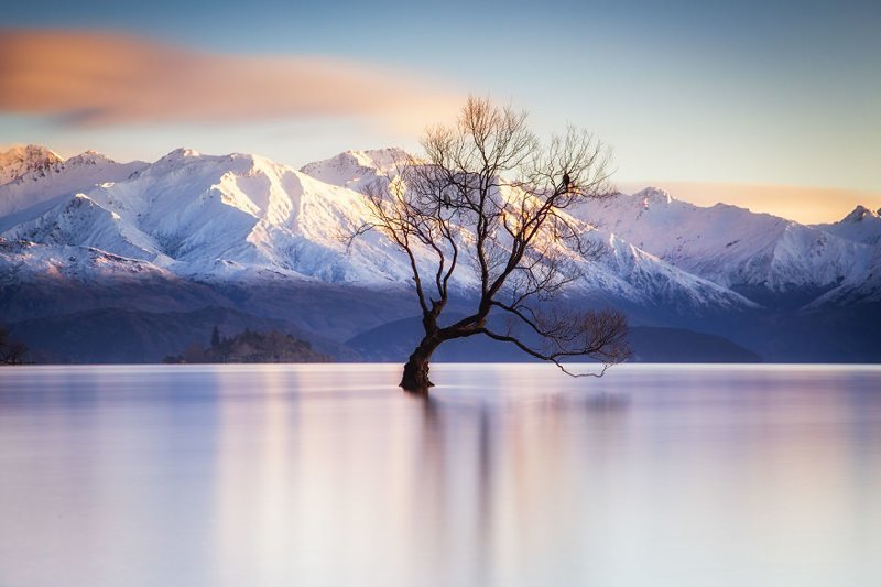 Дерево Ванака, Новая Зеландия