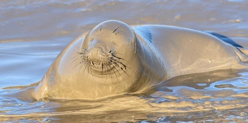 Каждый год тюлени приплывают в Донна Нук дать потомство вблизи песчаных дюн