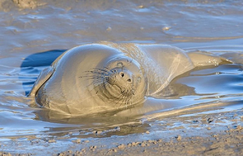 Тюленю так мало для счастья надо - лишь лужица грязи
