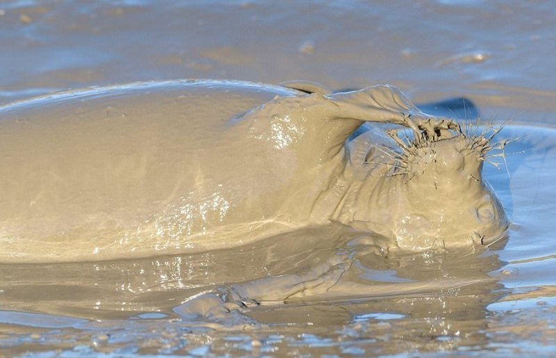 Счастливую самку тюленя фотографировал Найджел Кокс