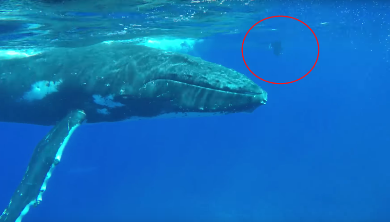 Горбатый кит спас женщину от акулы