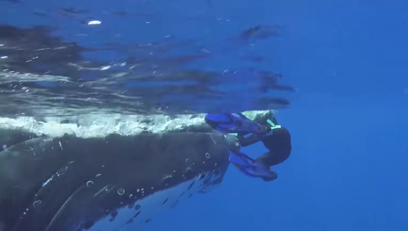Горбатый кит спас женщину от акулы
