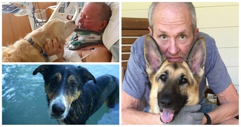 25 невероятных историй о собаках-героях, ставших настоящими ангелами-хранителями