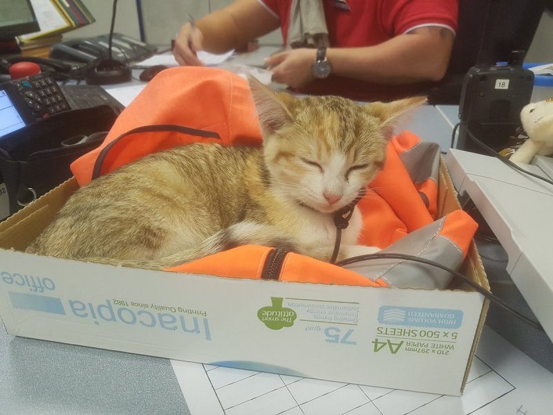 Отважный котенок вернулся к своей французской хозяйке на поезде