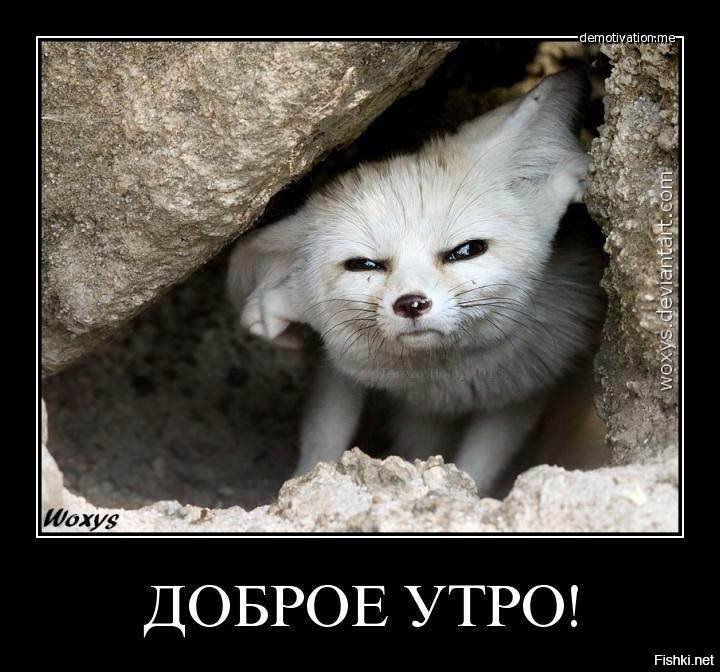 Доброе утро лисенок картинки