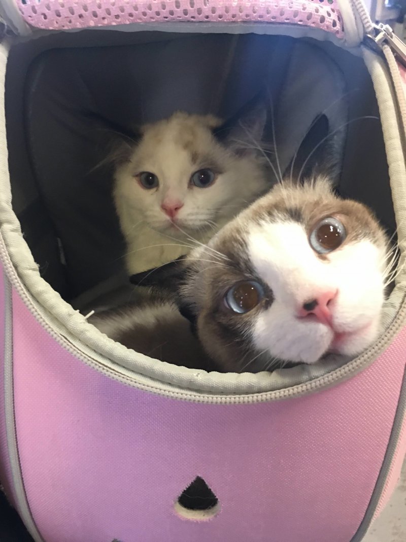 Котики в рюкзаке